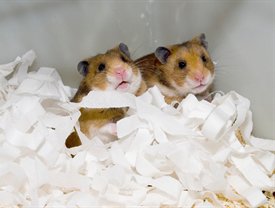Hamsters in Bedding