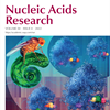 School research highlighted on the front cover of the journal Nucleic Acid Research