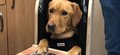 A life-saving high chair for Buck the poorly Labrador