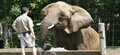 New welfare tool to help improve the lives of elephants in human care