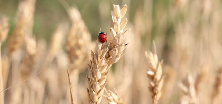 Ladybird in a field of wheat