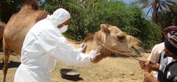Camel being injected by technician in protective clothing