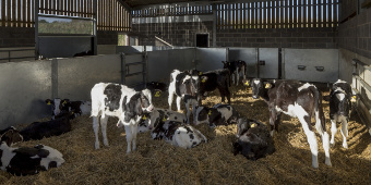 Calves in a shed