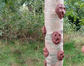 Mud/clay moulded on tree trunk to look like mythical creature