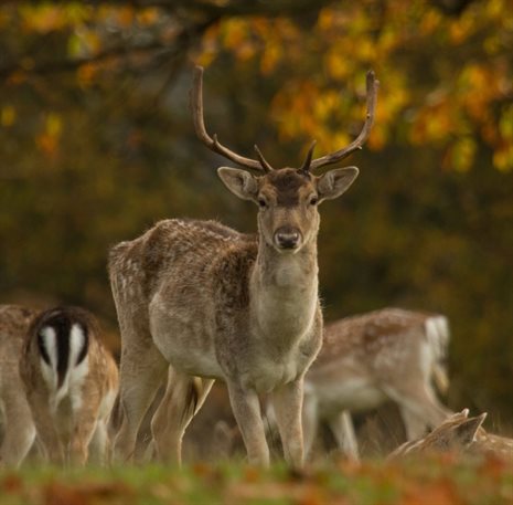 Small group of fallow deer under autumnal trees, with antlered stag in foreground staring at the camera