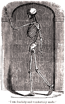 Illustration of a skeleton with caption 'I am fearfully and wonderfully made!', from the Briggs Collection