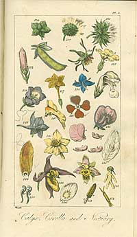 Coloured plate with botanical illustrations