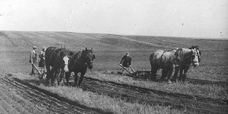Photograph showing ploughing with horses at Laxton, c.1930s  From Ch Pa 178