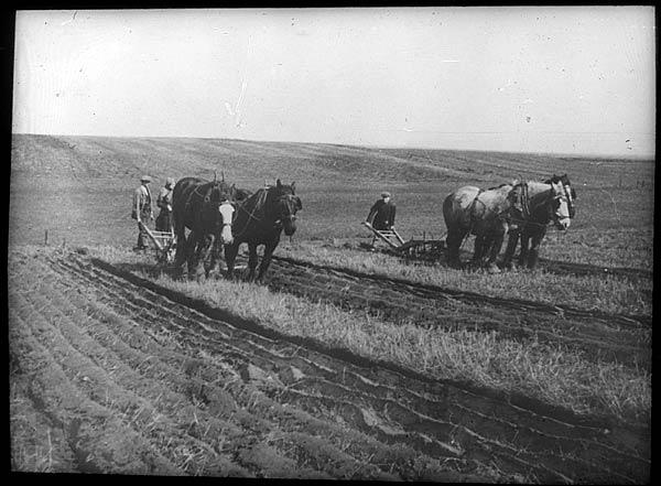 Photograph showing ploughing with horses at Laxton, c.1930s