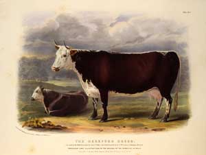 Illustration of a Hereford cow and calf