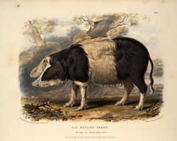 Illustration of an Old English breed sow