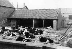 Photograph of cattle in the crewyard at Corner Farm, Laxton
