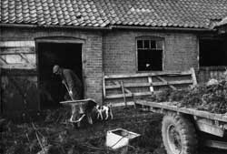 Photograph of farmer shovelling straw and manure at Town End Farm, Laxton