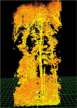 Woodland laser scan for habitat surveying and modelling