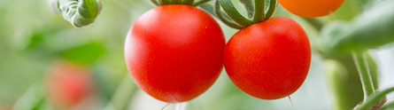 Tomatoespr