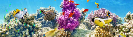 Coral-Reef-PR