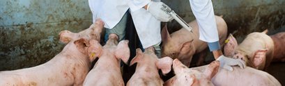 Pigs receiving antibiotics