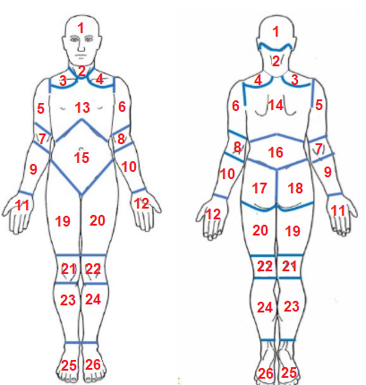 Diagram of a manikin split into different numerical sections