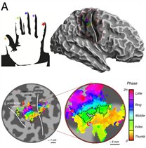 Somatotopic mapping of the digits at 7 T (Sanchez-Panchuelo et al. 2012)