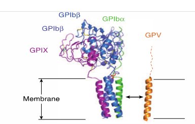 transmembrane-domain
