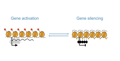 epigenetic basis