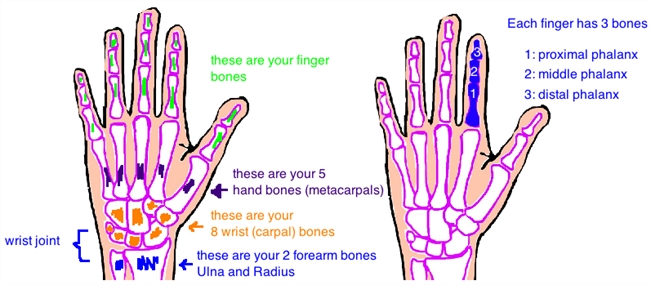 hand anatomy bones