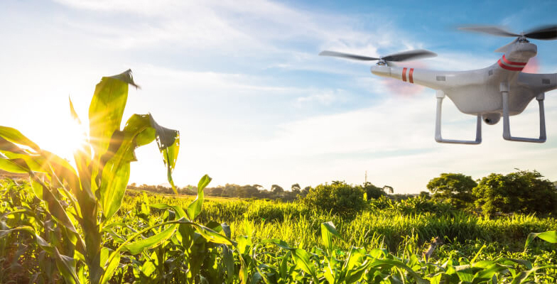 A drone flying over a crop field
