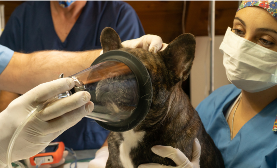 Image of a dog at a vet practice