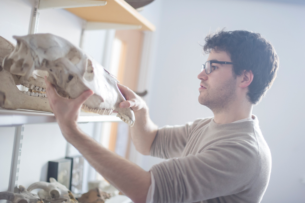 A male student examining a skeleton