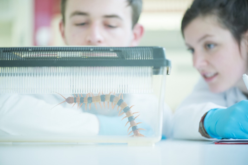 Two students inspect a centipede