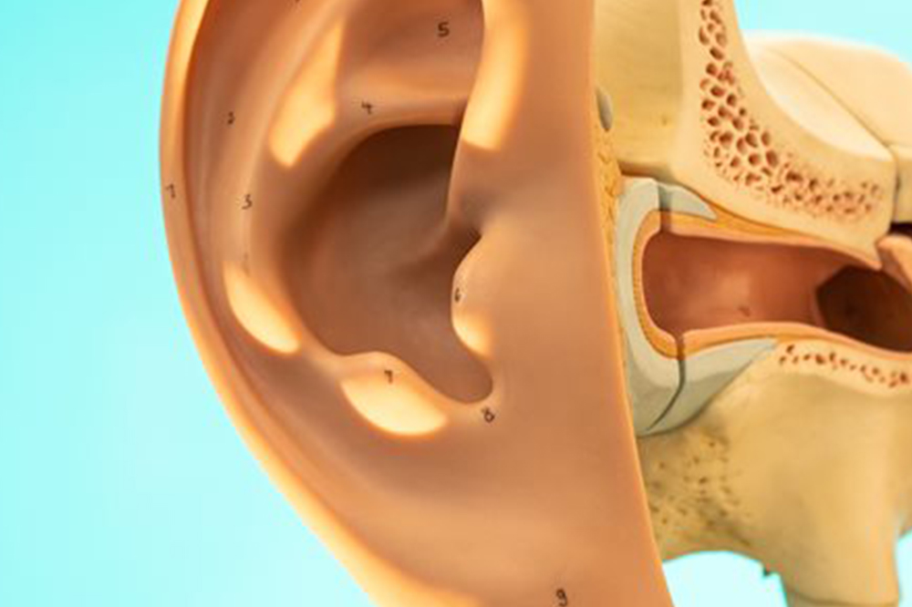Model of the inner and outer ear