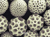 Biodegradable dimpled microparticles