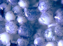 Polymer microparticles (white) with mammalian cells attached (blue)