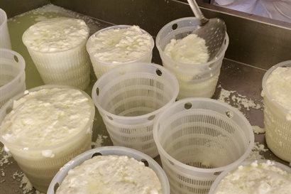 Cheese being made