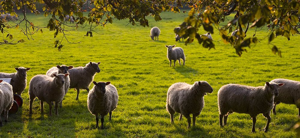 Flock of sheep in a field grazing on grass under a tree