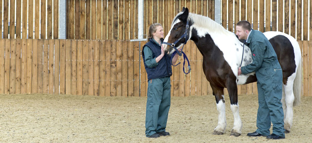 Two undergraduate students examining a horse, Sutton Bonington campus