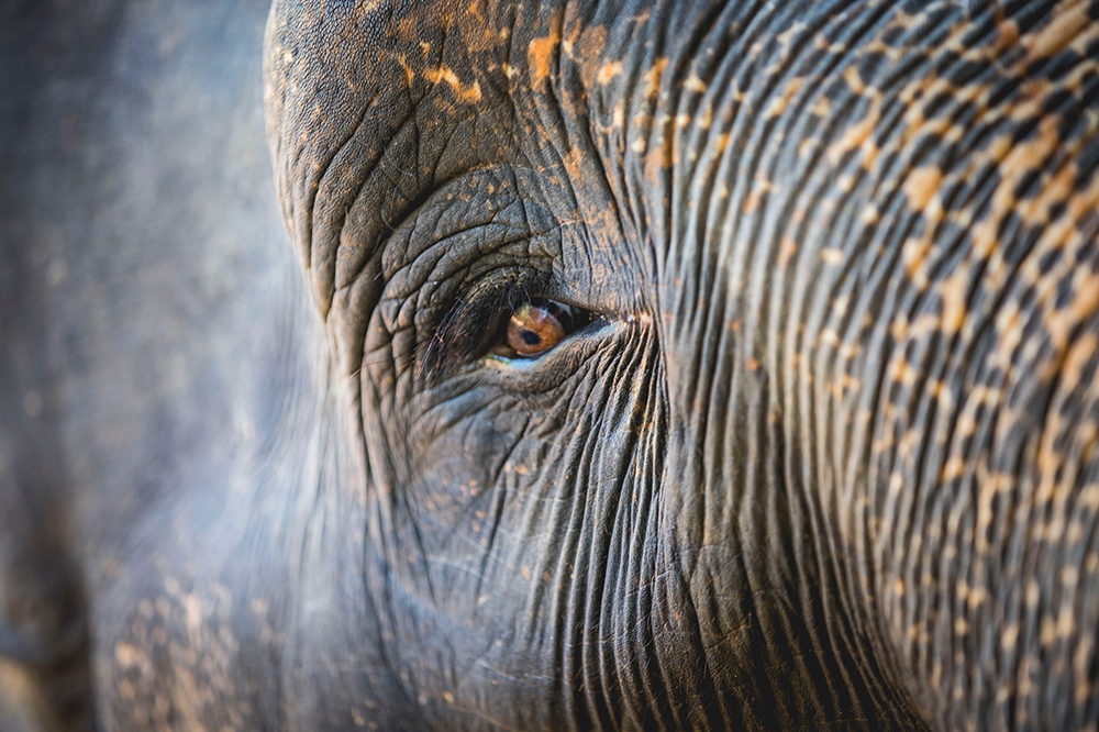 Close up of an elephants eye and face