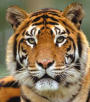 Picture of a tiger's face looking into the camera