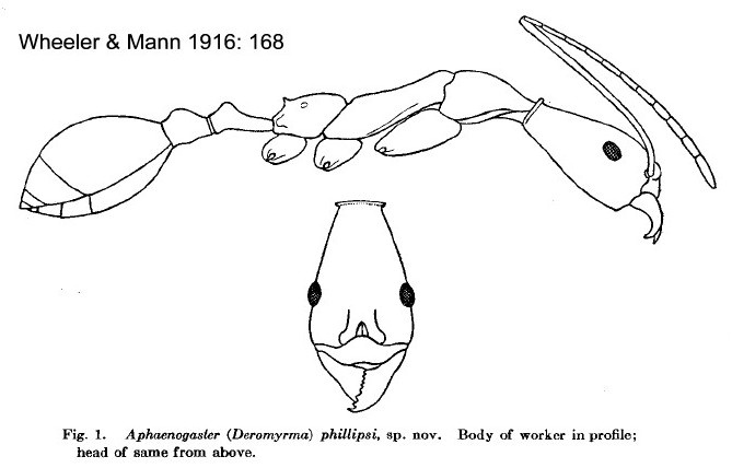 {Aphaenogaster phillipsi}