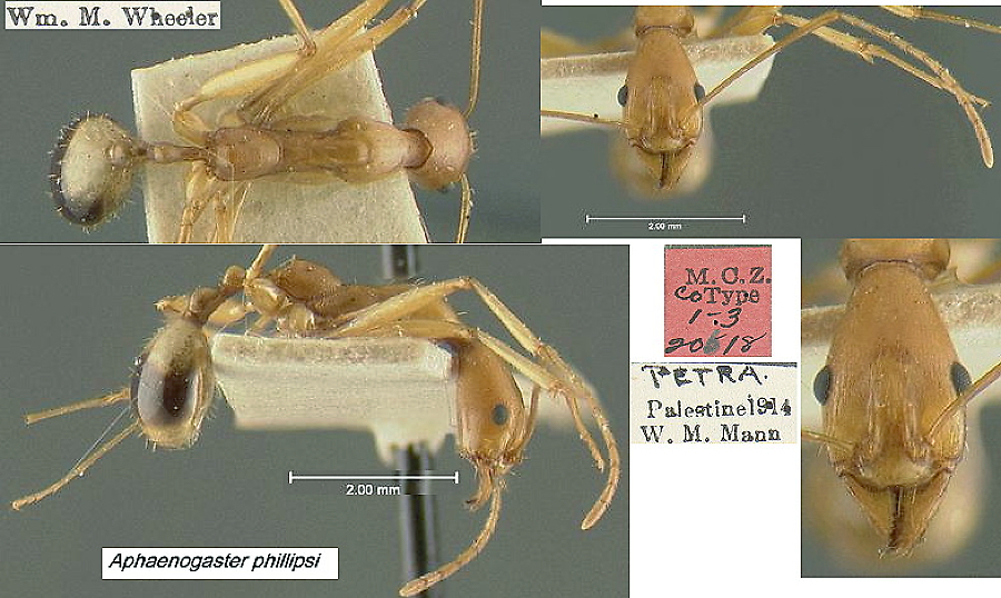 {Aphaenogaster phillipsi}