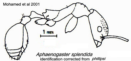 {Aphaenogaster splendida}