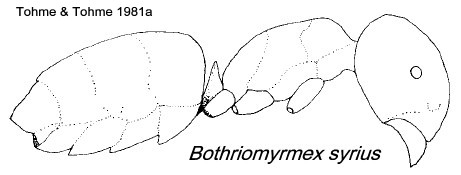 {Bothriomyrmex syrius}