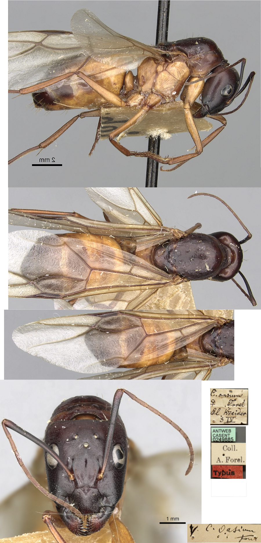 {Camponotus oasium queen}