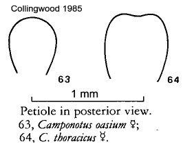 {Camponotus petioles}