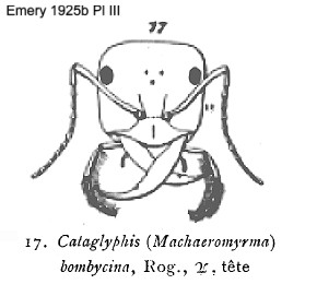 {Cataglyphis bombycinus}