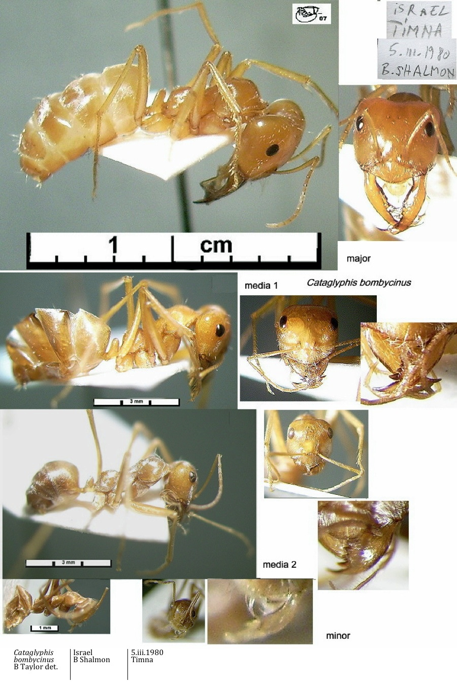 {Cataglyphis bombycinus polymorphism}