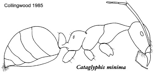 {Cataglyphis minimus}