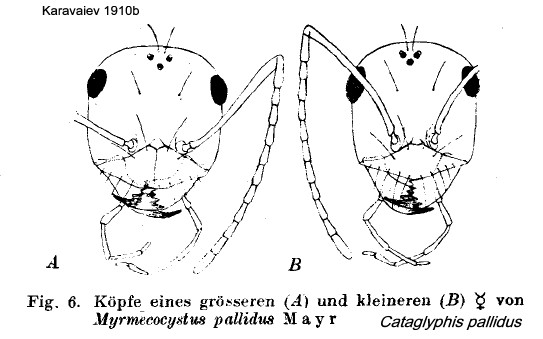 {Cataglyphis pallidus}