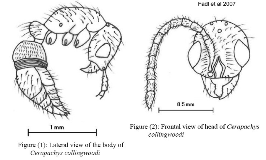 {Cerapachys collingwoodi}