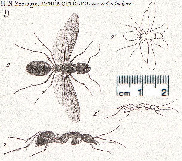 {Camponotus ? maculatus}